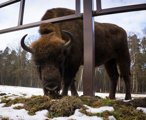 Rodzina żubrów na leśnej zimowej polanie w Pszczynie Jankowicach Polska © kubikactive