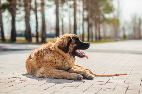 A large Leonberger dog enjoys a sunny day in the park