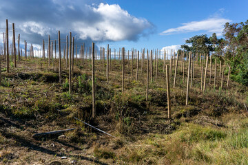 Fototapeta premium Agricultural bamboo trellis system for gulupa plants under a dramatic cloudy sky in a rural mountain region.