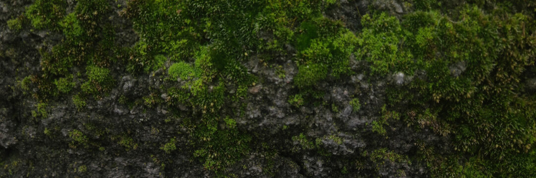 Close-up of a textured surface covered with green moss and small stones. The natural elements create a rich, organic appearance. banner