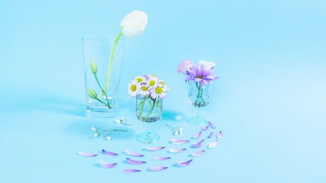 Delicate fresh natural flowers, tulips, daisies in glasses. Creative concept of spring arrival. Blue background. Greeting card for Mother's, Women's Day. Looping elements.