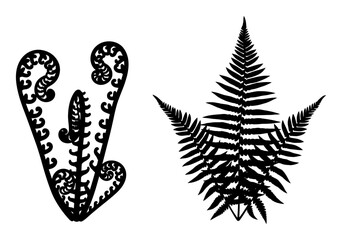 Obraz premium Resurrection Fern Illustration - Dry & Wet Contrast