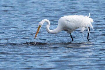 Obraz premium Snowy Egret with Fish in its mouth in body of water