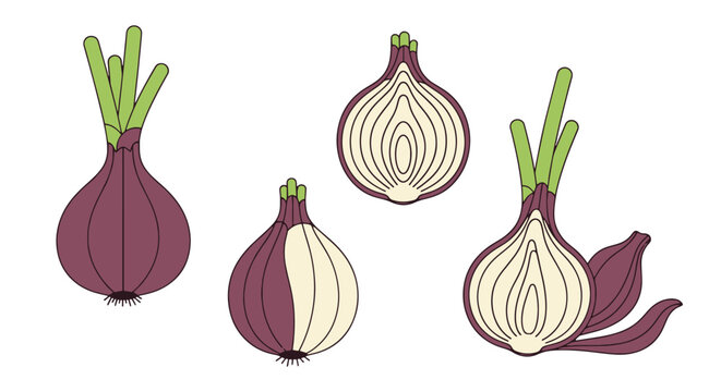 Shallot Line art color clean design