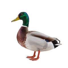 Obraz premium Mallard Duck Stands on the Ground Looking to the Side in a White Background