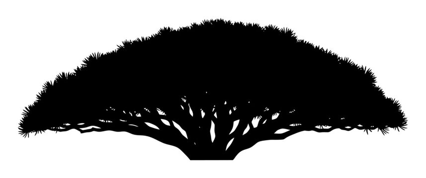 Dragon Blood Tree Silhouette - Minimalist Vector