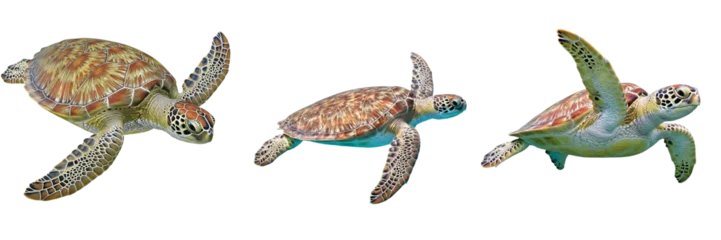 Fototapeten Schildkröte Green Sea Turtle Chelonia Mydas swimming in different poses isolated on white background, group of endangered marine reptiles with colorful shells and flippers for aquatic biology art  © Gretha PLSTN