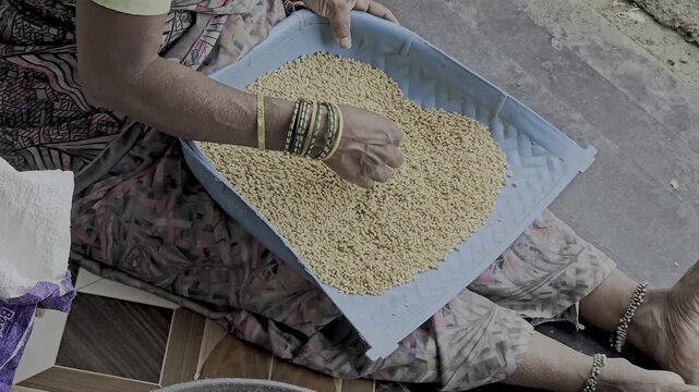 A sitting woman with traditional wear saree, using a blue flat basket to winnow grains, possibly wheat, sorghum or pulses, separating them from lighter chaff or debris as part of food preparation.