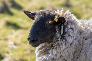 Scottish Blackface sheep in grassy field
