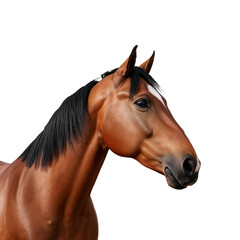 Obraz premium Brown Horse Head Portrait With Smooth Features and Black Mane Captured Against a White Background