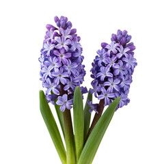 Purple Flowers Bloom in a Garden During a Sunny Spring Day With Green Leaves