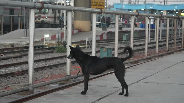 Dog Standing on Indian Railway Station Platform