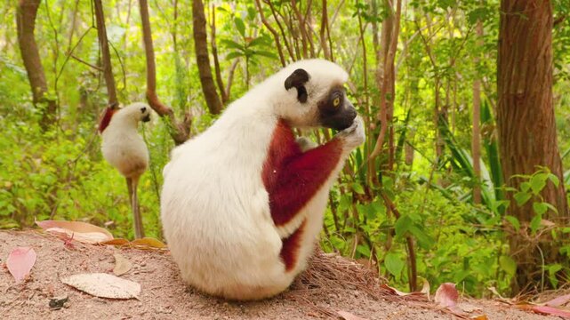 Coquerel's sifaka, Propithecus coquereli,  lemur resting in Madagascar rainforest environment, ideal for: wildlife conservation, biodiversity awareness, environmental education.