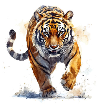 watercolor of Tiger, vector clipart, isolated on a white background.