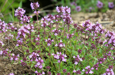 Thyme (Thymus serpyllum) blooms in nature