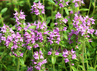 Obraz premium Thyme (Thymus serpyllum) blooms in nature