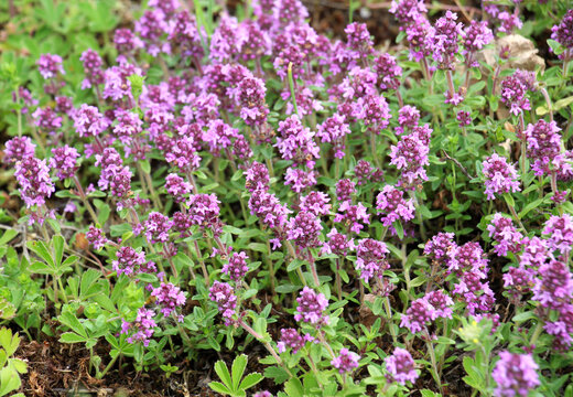 Thyme (Thymus serpyllum) blooms in nature
