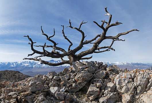 Old Dead Tree On Inyo Mountains Peak With The Sierra Nevada Behind
