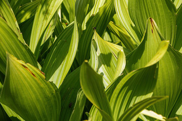 Obraz premium Close up of Corn Lily leaves in sunlight. Location is high elevation Mount Graham in the Penaleno Mountains of southern Arizona, USA. 