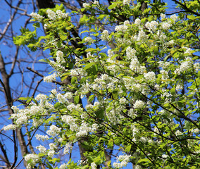 In spring, bird-cherry tree (Prunus padus) blooms in nature