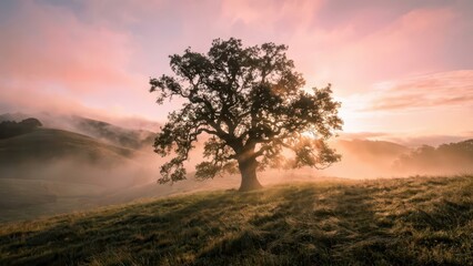 Fototapeta premium Lone Gnarled Ancient Oak Tree Bathed in Warm Sunset Light on Misty Hillside