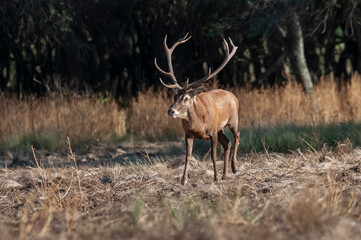 Fototapeta premium Red deer, Male roaring in Calden Forest environment, La Pampa Province, Parque Luro, Nature Reserve, Argentina.