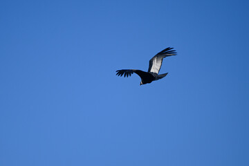 Fototapeta premium Andean Condor in Flight, Lago La Plata, Huente Co, Chubut Province, Patagonia, Argentina.