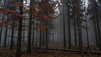 Acid Rain Damaged Forest