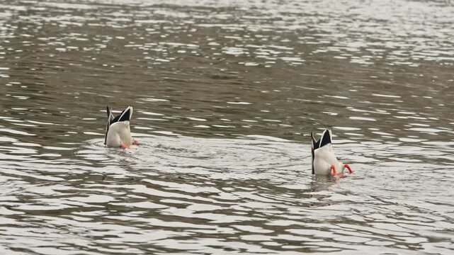 Two male mallards are dabbling in a calm river: mid-range shot.