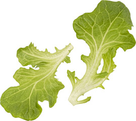Green oak lettuce leaves isolated