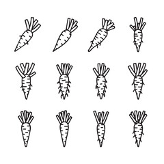 Fototapeta premium Collection of Hand Drawn Carrot Illustrations with Various Root Details on White Background