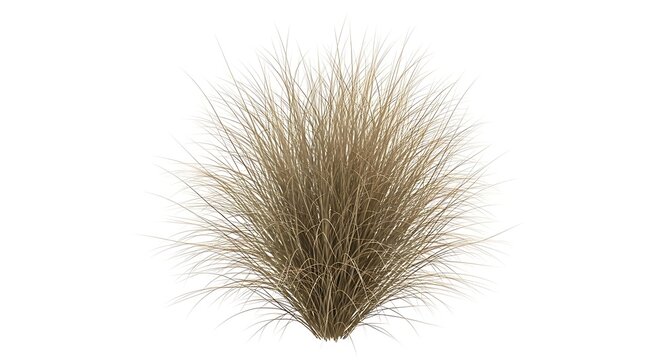 Ornamental Grass Isolated Nature, Plant, Beige, Bush, Decorative Element, White Background