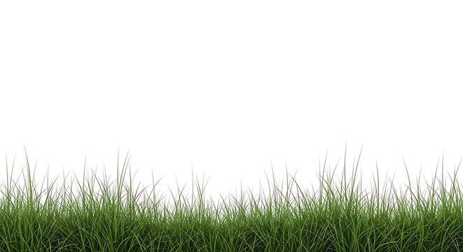 Green Grass Border on White Background, Nature, Lawn, Spring