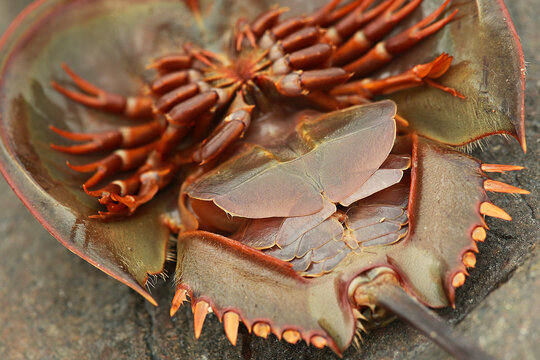 Belangkas live in saltwater and are commercial as an exotic menu item, increasing its demand in the market	