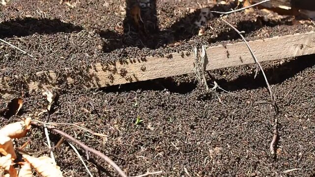 spring in the anthill
