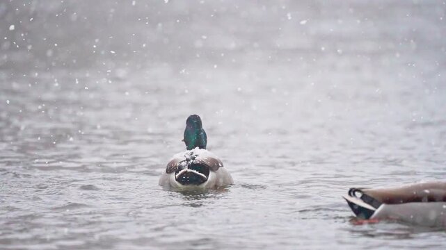 A group of mallards both male and female are swimming in a snow storm.