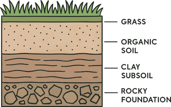 Soil Layers and Ground Cross Section Vector Illustration with Grass, Topsoil, Subsoil and Rock Foundation, Earth Structure Diagram for Geology and Landscape Design