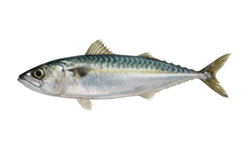 Obraz premium Fresh scomber scombrus showing side profile, raw atlantic mackerel for healthy diet, seafood cooking ingredient, transparent background