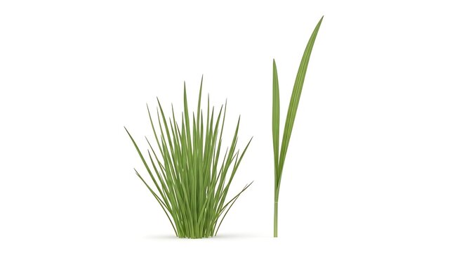 Green Grass Isolated on White Background, Nature, Spring, Summer