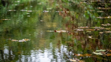 Obraz premium Reflective Water Surface Capturing Autumn Forest Colors and Falling Leaves in Nature