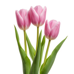 Three Pink Tulips With Green Leaves Standing in a Vase on a White Background