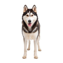 Siberian Husky With Blue Eyes Sits and Smiles in a Studio Setting During Daytime