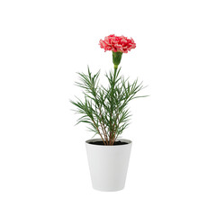 Fototapeta premium Carnation Flower Plant in White Pot With Green Leaves on Display in Bright Indoor Setting