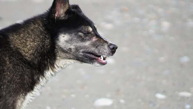 Close-up of a black and brown dog with a sandy background outdoors