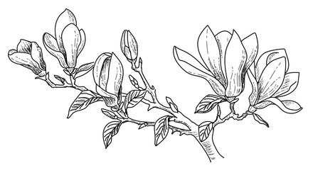 Magnolia flower, magnolia tree branch. Vector image, black line on transparent background. © Ornavi