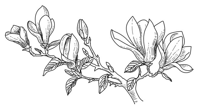 Magnolia flower, magnolia tree branch. Vector image, black line on transparent background.