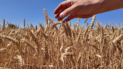 Obraz premium Man touching fresh wheat on the farm.