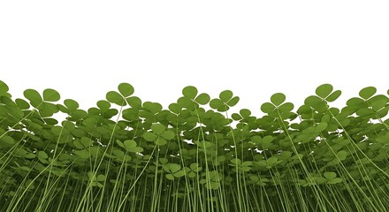 Green Clovers, Four-Leaf Clover Background, St. Patrick's Day, Isolated on White