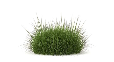 Green Grass Isolated on White Background - Fresh, Natural, Realistic