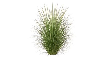 Ornamental Grass Plant Isolated on White, Lush Green Foliage, Garden Decor